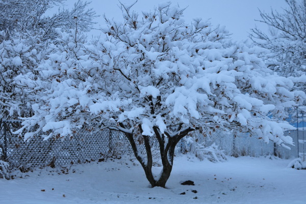 Image for Japanese Maple