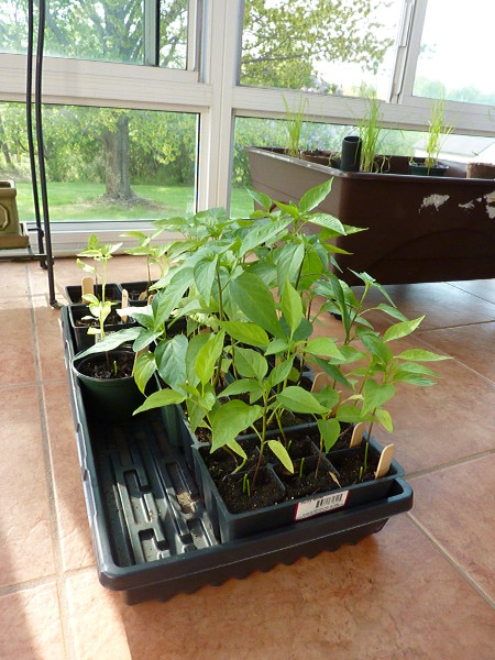 Image for Pepper Seedlings