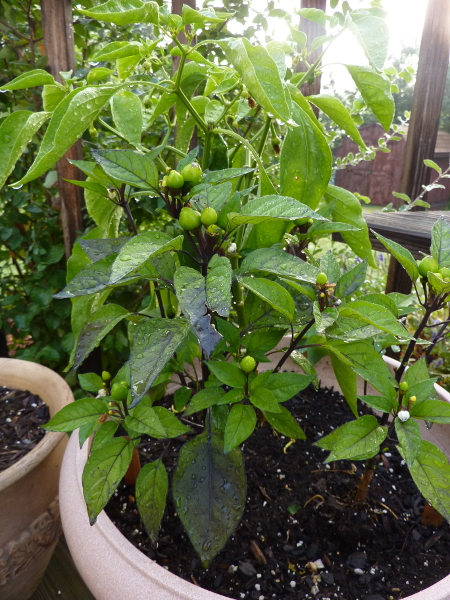 Image for Some of Chalkahlom's peppers.