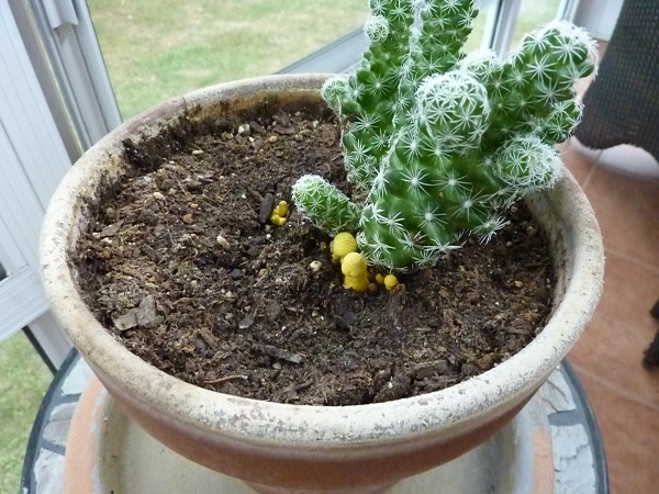 Image for What is this popping up witht the cacti? Oo